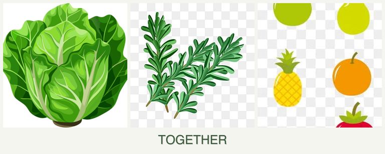 Can you plant lettuce, rosemary and pears together?