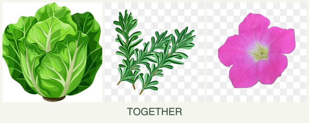 Can you plant lettuce, rosemary and petunias together?
