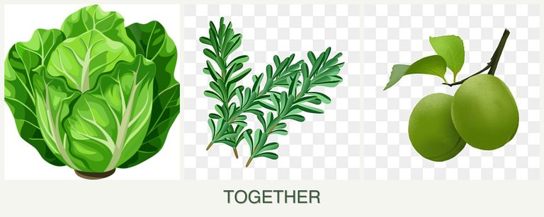 Can you plant lettuce, rosemary and plums together?