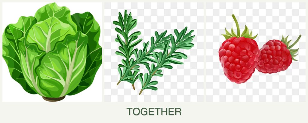 Can you plant lettuce, rosemary and raspberries together?
