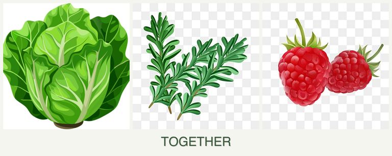 Can you plant lettuce, rosemary and raspberries together?