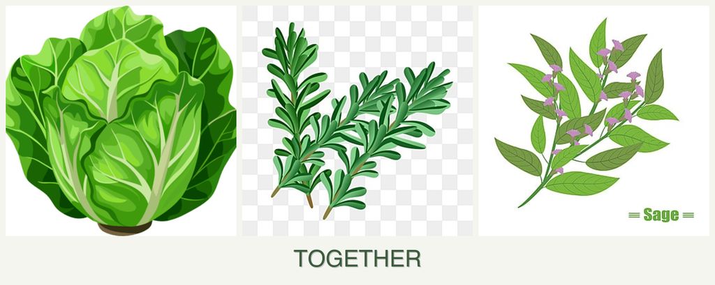 Can you plant lettuce, rosemary and sage together?