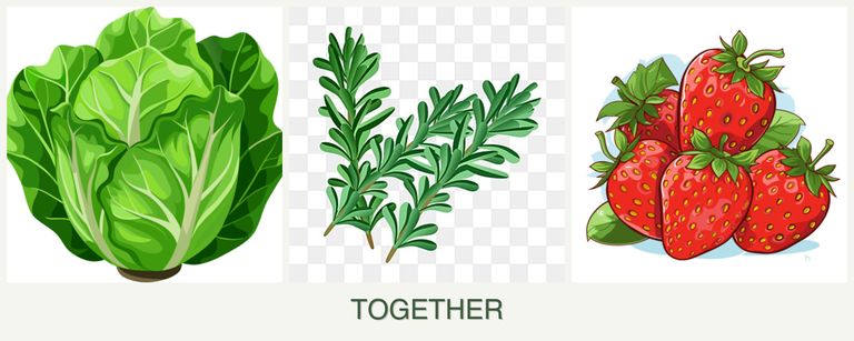 Can you plant lettuce, rosemary and strawberries together?