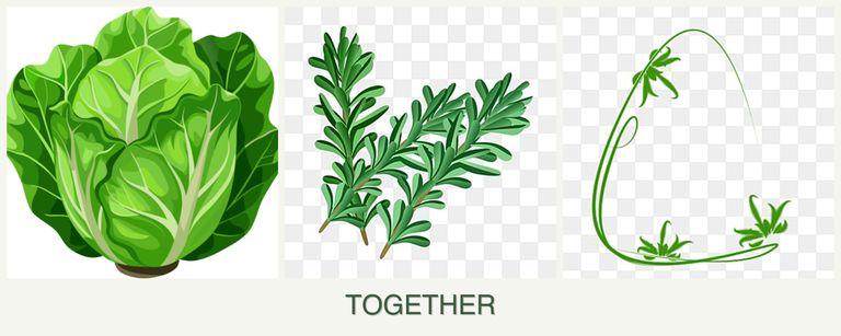 Can you plant lettuce, rosemary and tarragon together?