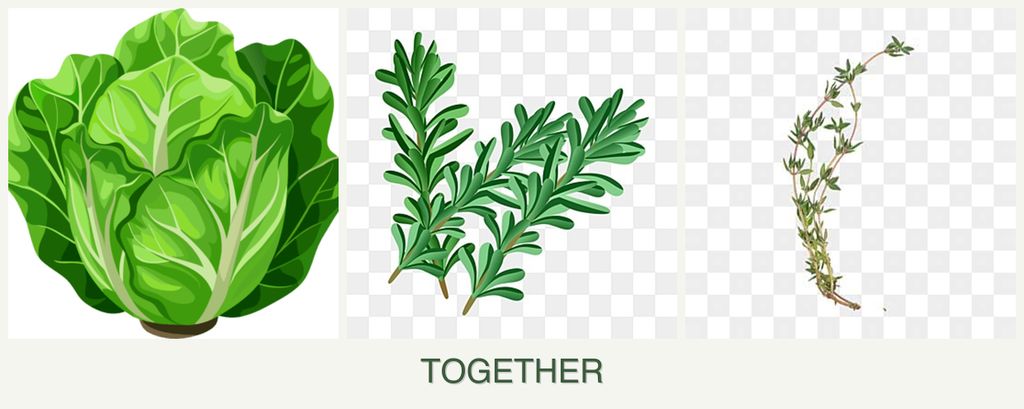 Can you plant lettuce, rosemary and thyme together?
