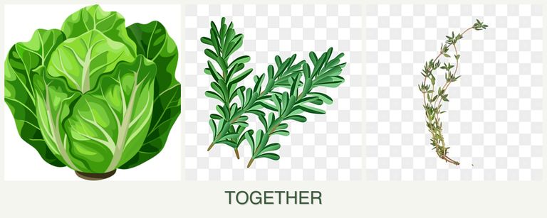 Can you plant lettuce, rosemary and thyme together?