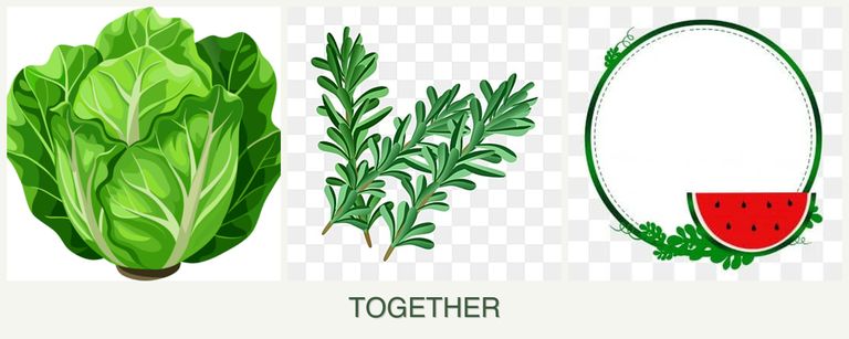 Can you plant lettuce, rosemary and watermelons together?