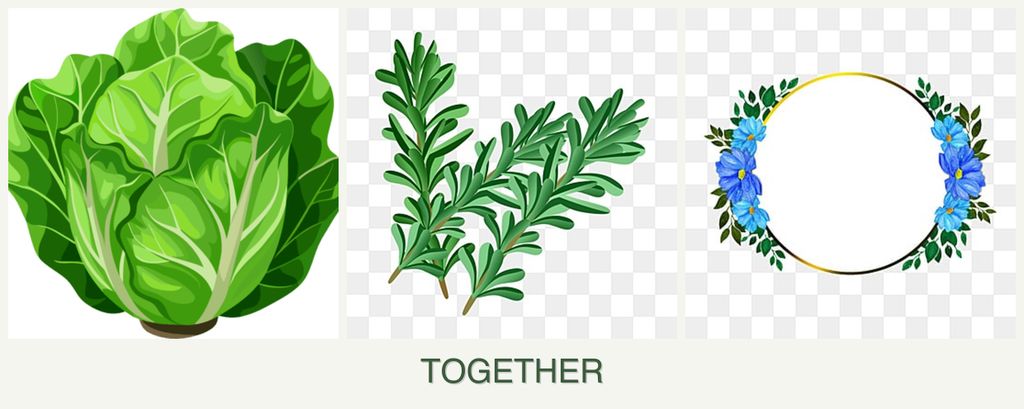 Can you plant lettuce, rosemary and zinnias together?