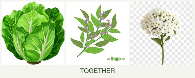 Can you plant lettuce, sage and alyssum together?