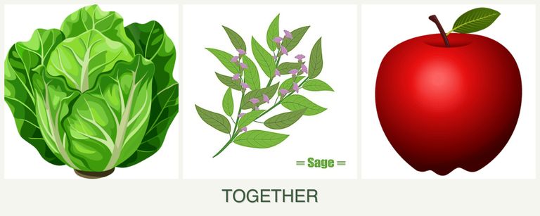 Can you plant lettuce, sage and apples together?