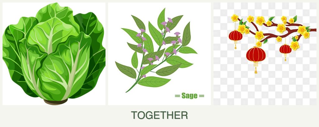 Can you plant lettuce, sage and apricots together?