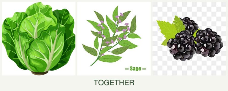 Can you plant lettuce, sage and blackberries together?