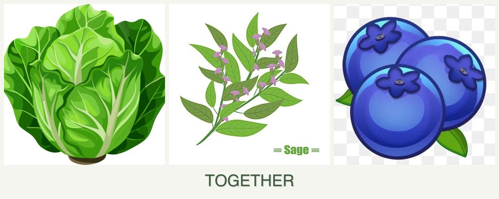 Can you plant lettuce, sage and blueberries together?