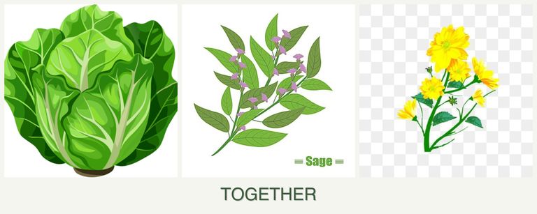 Can you plant lettuce, sage and calendula together?