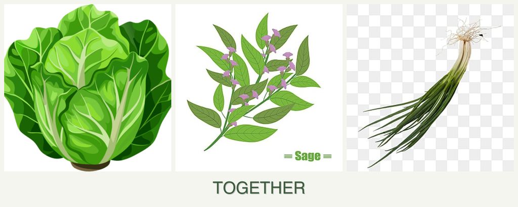 Can you plant lettuce, sage and chives together?