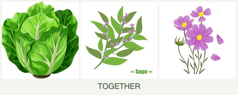 Can you plant lettuce, sage and cosmos together?