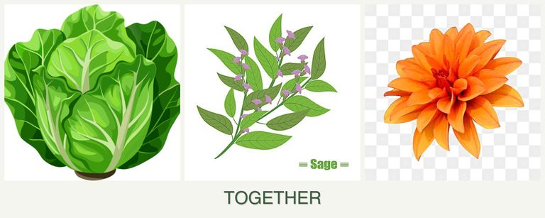Can you plant lettuce, sage and dahlias together?