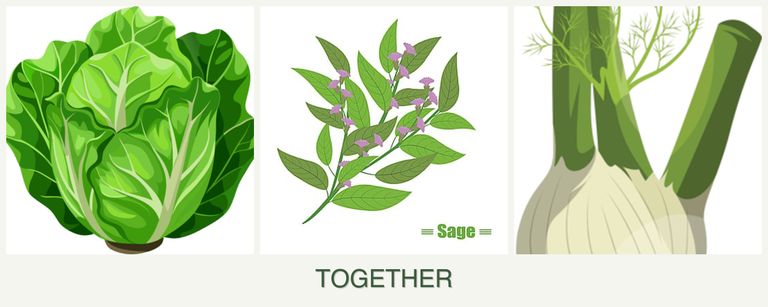 Can you plant lettuce, sage and fennel together?