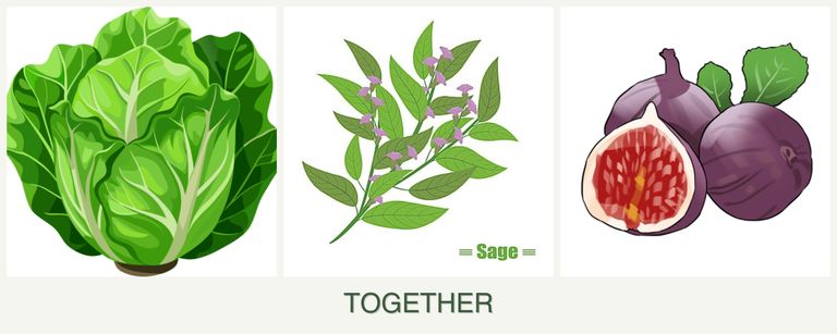 Can you plant lettuce, sage and figs together?