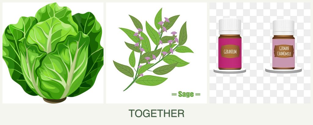 Can you plant lettuce, sage and geraniums together?