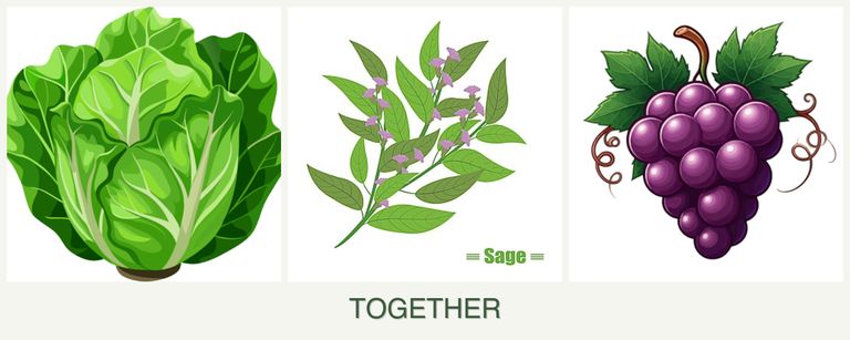 Can you plant lettuce, sage and grapes together?