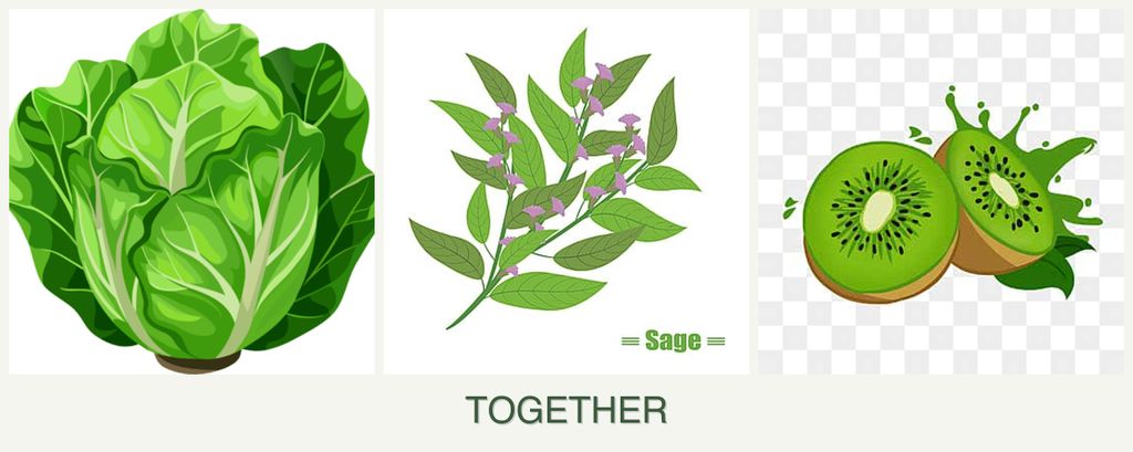 Can you plant lettuce, sage and kiwi together?