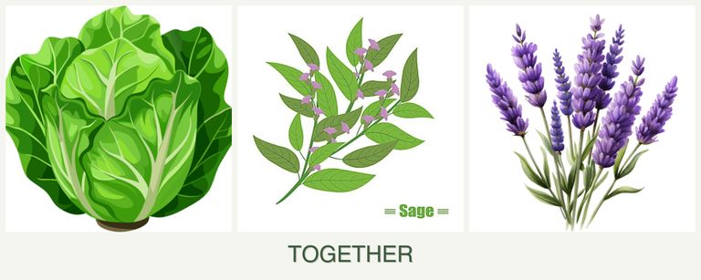 Can you plant lettuce, sage and lavender together?