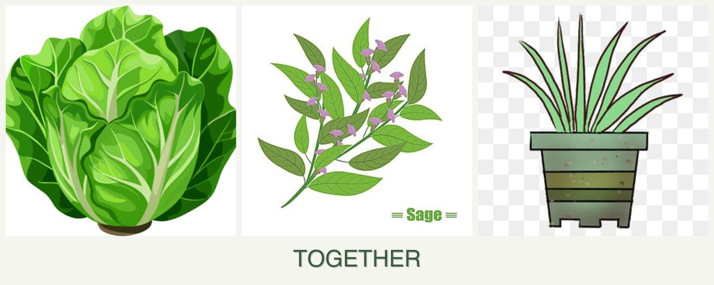 Can you plant lettuce, sage and lemongrass together?
