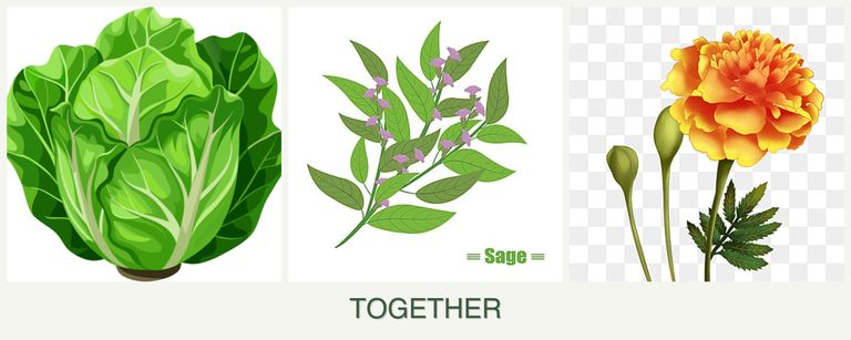 Can you plant lettuce, sage and marigolds together?
