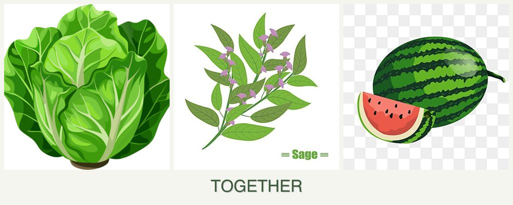 Can you plant lettuce, sage and melons together?