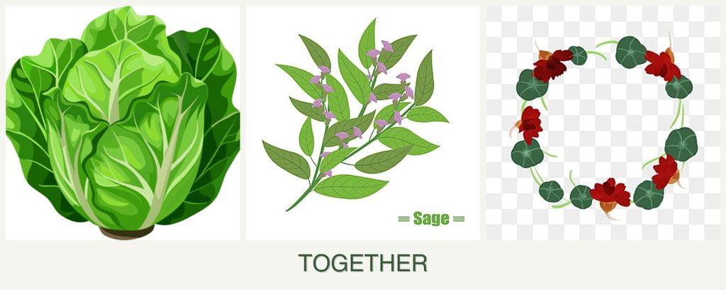 Can you plant lettuce, sage and nasturtiums together?