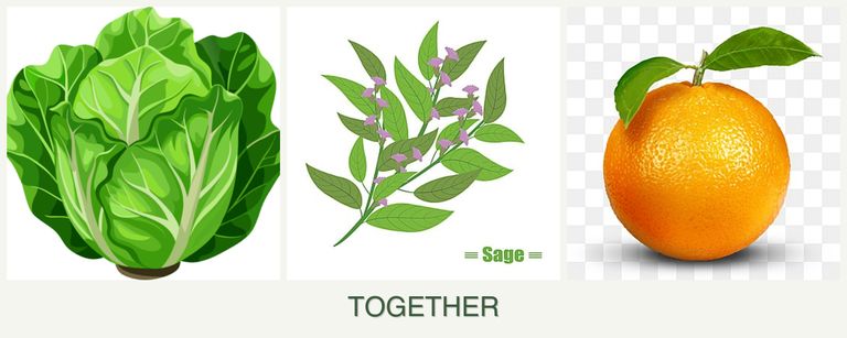 Can you plant lettuce, sage and oranges together?