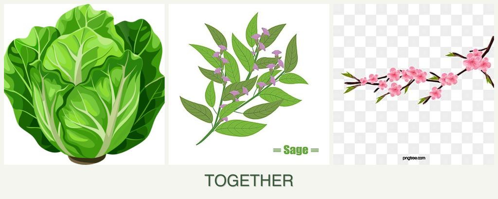 Can you plant lettuce, sage and peaches together?