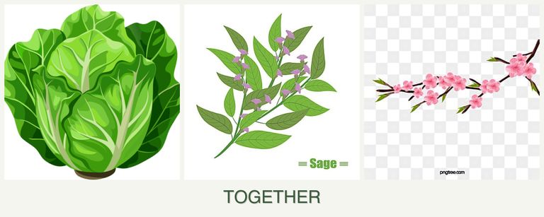 Can you plant lettuce, sage and peaches together?