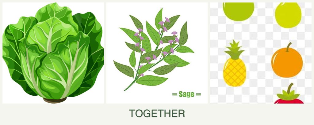 Can you plant lettuce, sage and pears together?