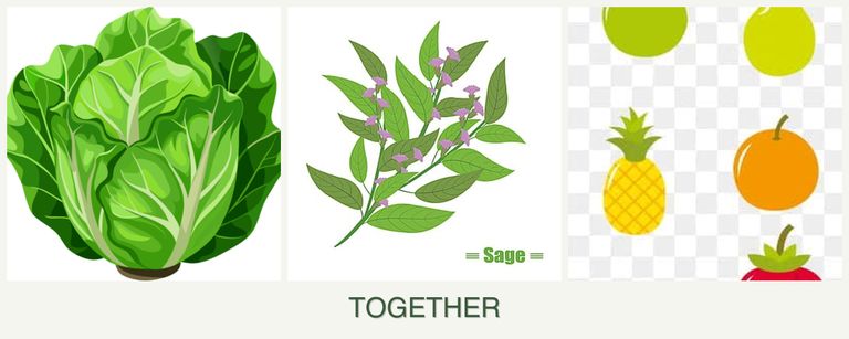 Can you plant lettuce, sage and pears together?