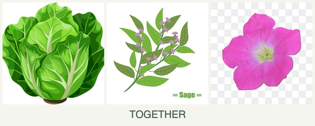 Can you plant lettuce, sage and petunias together?