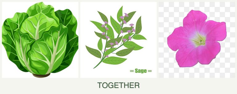 Can you plant lettuce, sage and petunias together?