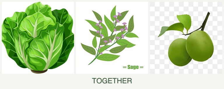Can you plant lettuce, sage and plums together?