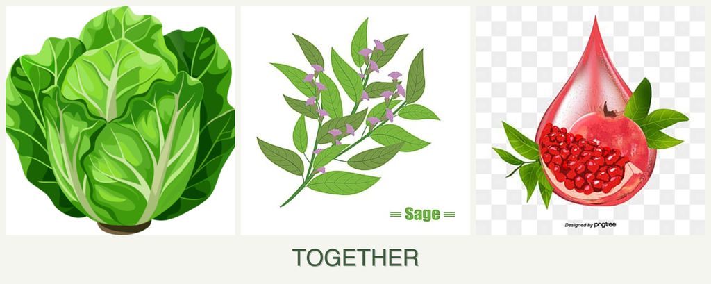 Can you plant lettuce, sage and pomegranates together?