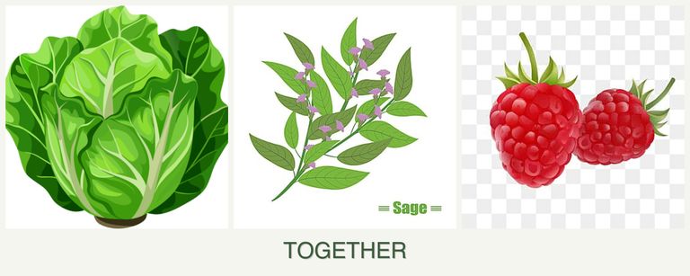 Can you plant lettuce, sage and raspberries together?