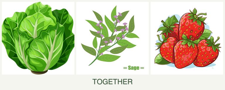 Can you plant lettuce, sage and strawberries together?