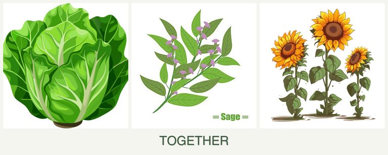 Can you plant lettuce, sage and sunflowers together?