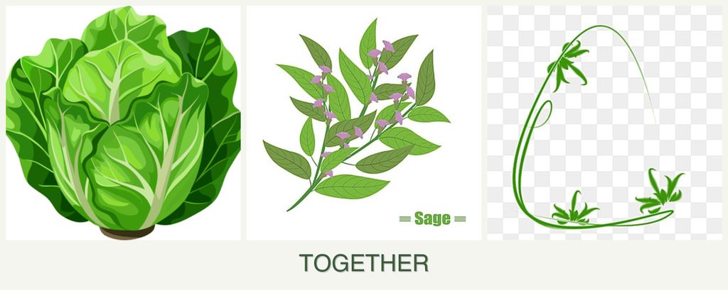 Can you plant lettuce, sage and tarragon together?