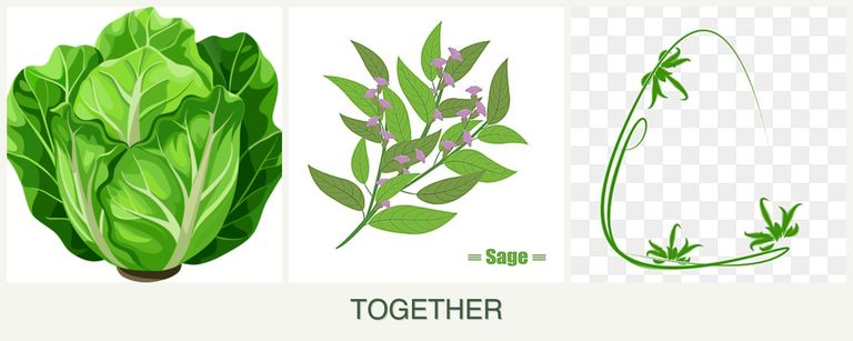 Can you plant lettuce, sage and tarragon together?
