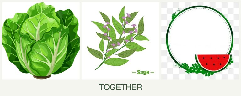Can you plant lettuce, sage and watermelons together?