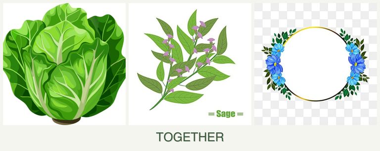 Can you plant lettuce, sage and zinnias together?