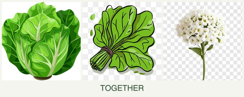 Can you plant lettuce, spinach and alyssum together?
