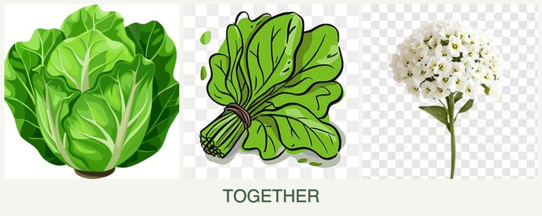 Can you plant lettuce, spinach and alyssum together?