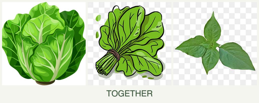 Can you plant lettuce, spinach and basil together?